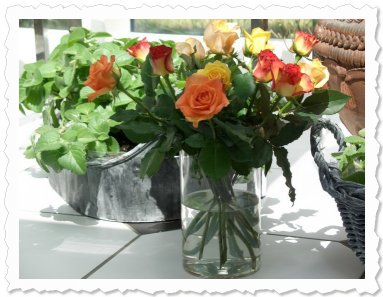 Die Paten von Stellina aus Oer-Erkenschwick schenkten uns gestern diese wunderschönen Rosen. Schön war’s mit Euch :-)