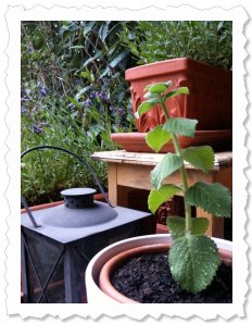 Djusa - frisch eingepflanzt und bei ihren Groen Schwestern, dem ebenfalls duftenden Lavendel auf meiner Terrasse....