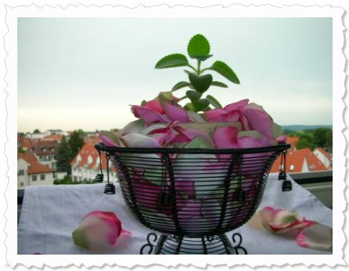 Meine Karry - im Mai 09 in Reinheim. 
Auf Rosenblüten gebettet.