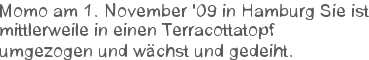 Momo am 1. November 09 in Hamburg Sie ist mittlerweile in einen Terracottatopf umgezogen und wchst und gedeiht.
