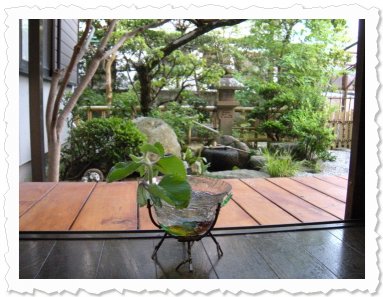 Yamamotosan von Liselotte, hat in Fukuoka ein neues Zuhause gefunden - mit einem sehr inspirierenden Ausblick auf den japanischen Garten.