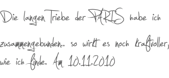 Die langen Triebe der PARIS habe ich zusammengebunden.. so wirkt es noch kraftvoller, wie ich finde. Am 10.11.2010