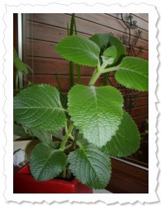 Alina-Malu am 5.7.2011. alina malu entwickelt sich zu einer stattlichen pflanze. ;-)
 