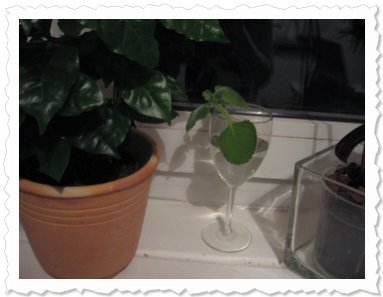 20.09.2013 abends beim Schwatz mit meinen neuen Nachbarn: Ein Kaffeebumchen und eine Orchidee. Wir vertragen uns super!...