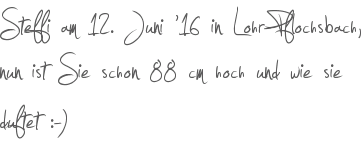 Steffi am 12. Juni 16 in Lohr-Pflochsbach, nun ist Sie schon 88 cm hoch und wie sie duftet :-)
