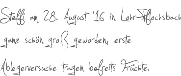 Steffi am 28. August 16 in Lohr-Pflochsbach ganz schn gro geworden, erste Ablegerversuche tragen befreits Frchte.