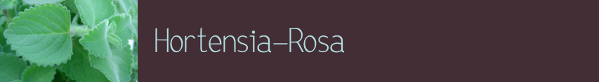 Hortensia-Rosa